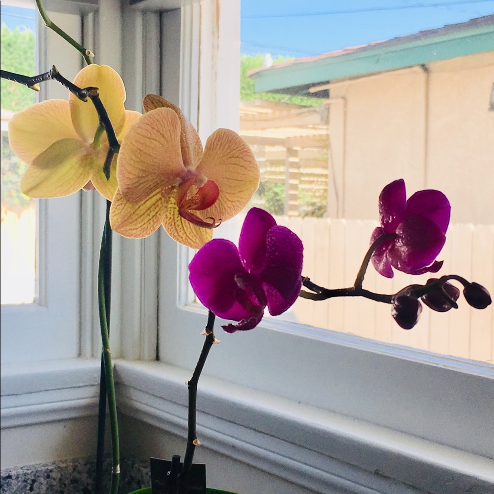 Meet your Posher, Pia